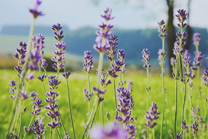 Colors of Provence - image 7