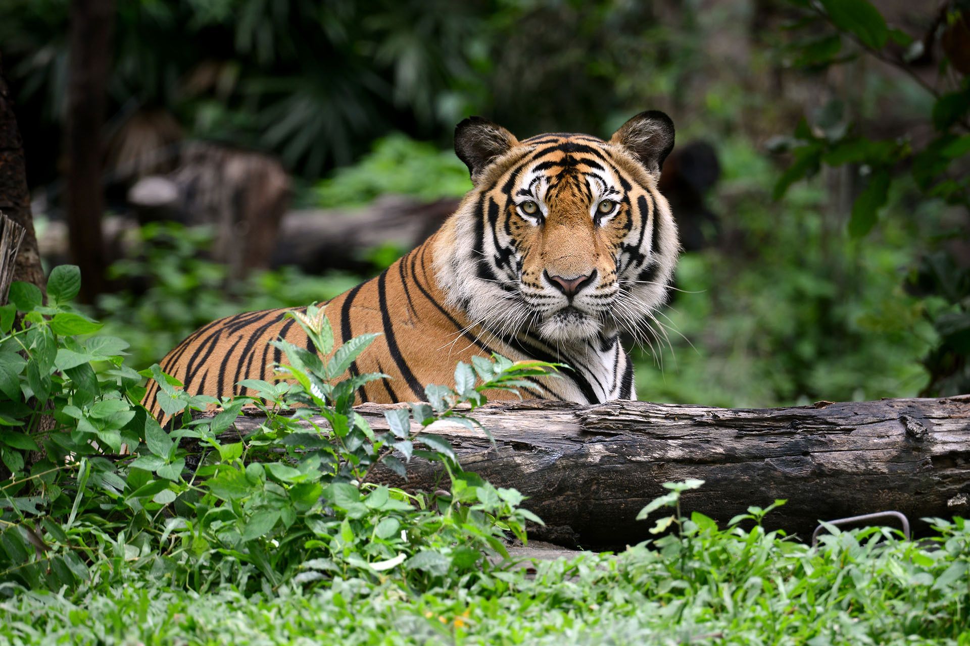 india-bengal-tiger-in-the-wild
