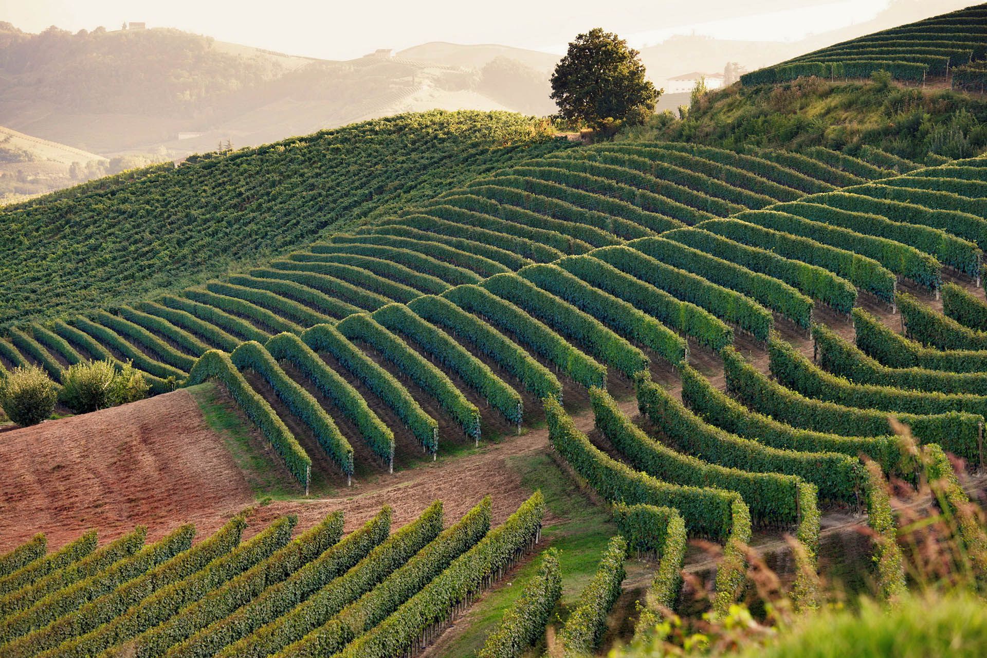 Sunset landscape Bordeaux wineyard, France © Shutterstock
