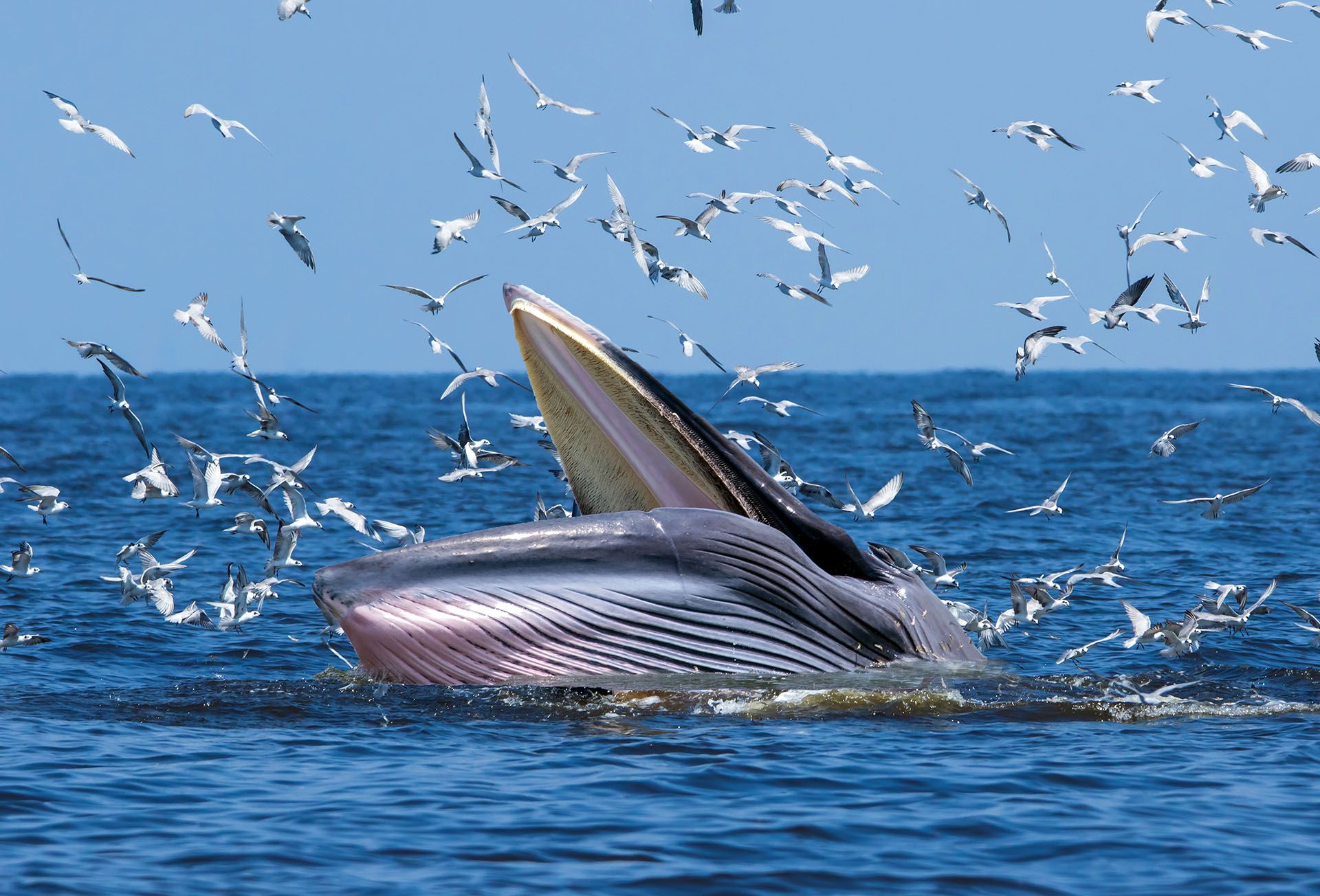 Bryde's whale © Shutterstock