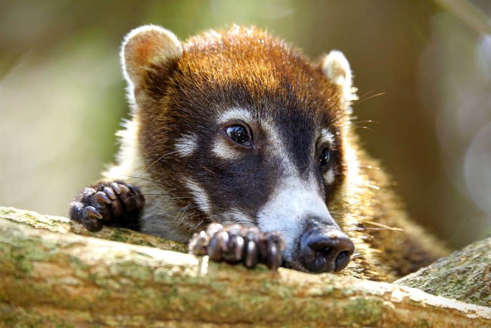 corcovado-costa-rica-shutterstock_709607794