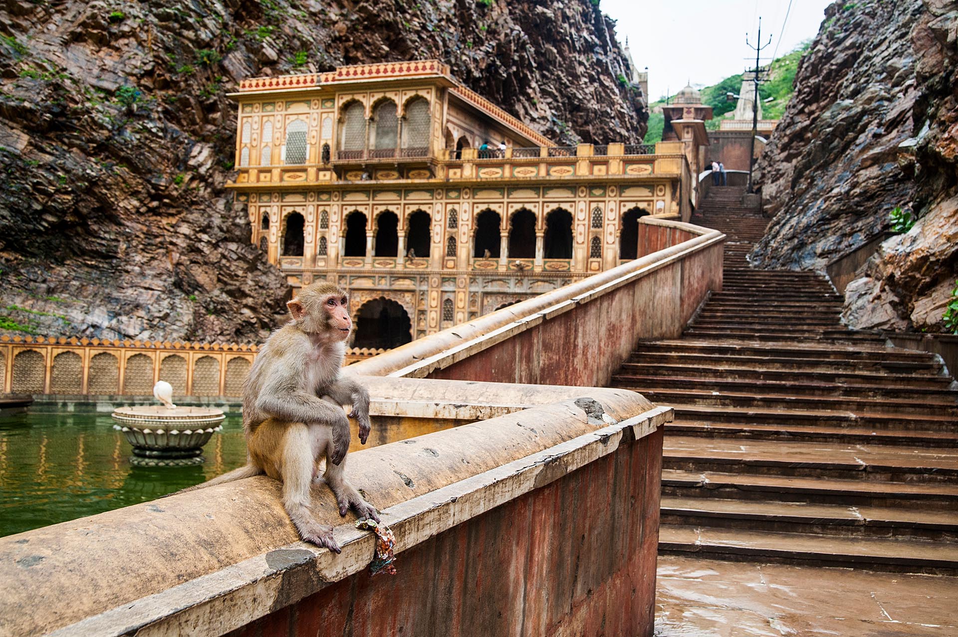 A monkey inside Galtaji Hindu Temple or Monkey Temple near the city of Jaipur in Rajasthan, India © Shutterstock