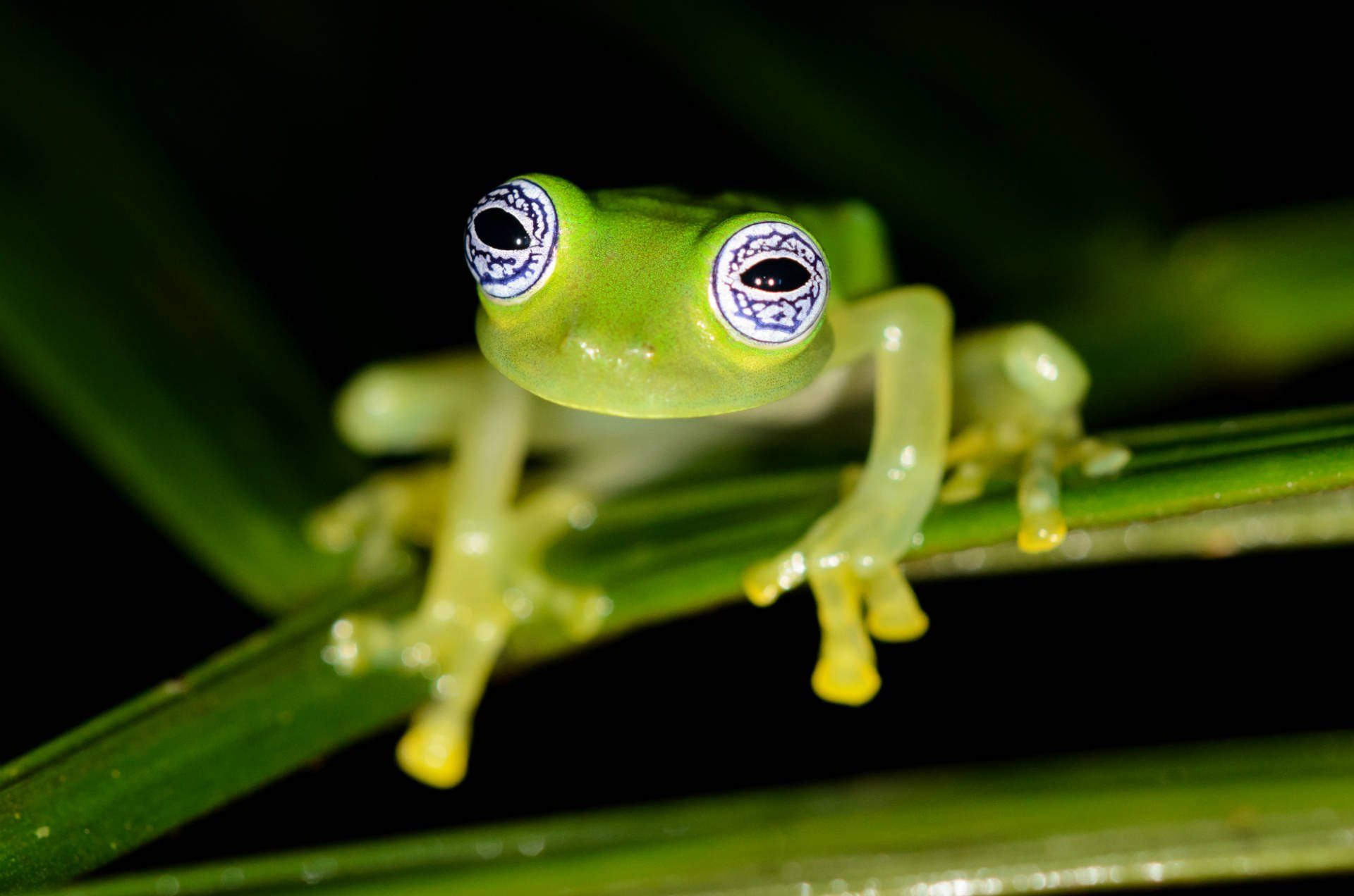 ghost-glass-frog-rara-avis-reserve-costa-rica-shutterstock_1028406238