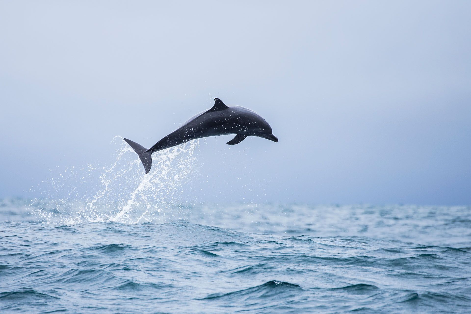 Happy wild pantropical spotted dolphin, Stenella attenuata, jumps free near a whale watching boat in the middle of the Pacific coast off Uvita, in Costa Rica © Shutterstock