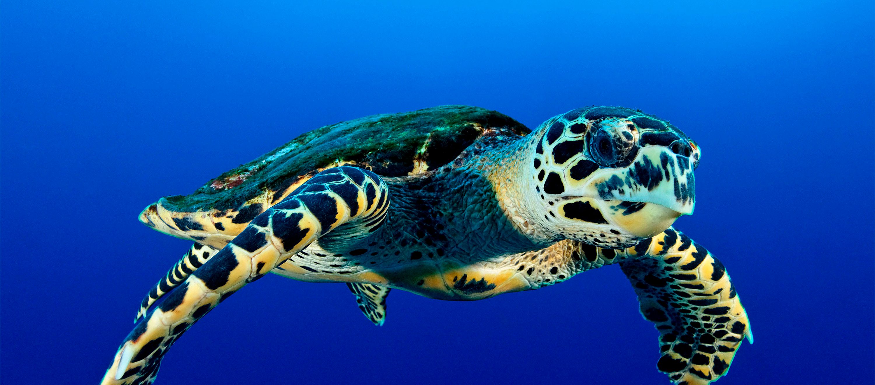 Hawksbill Sea Turtle (Eretmochelys imbricata), Malpelo Island, Columbia, Pacific Ocean, underwater shot