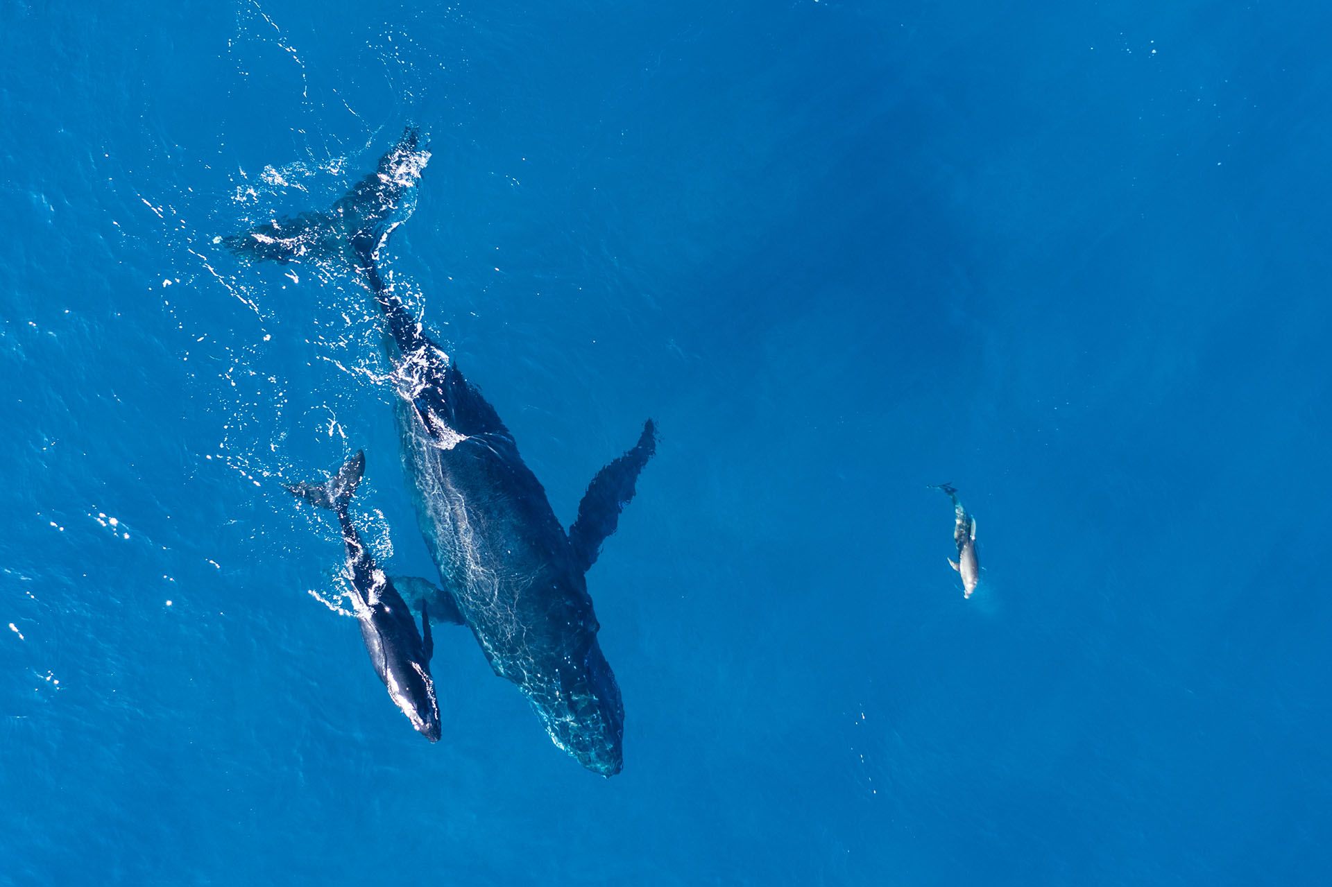 Humpback whales photographed with drone off the coast of Kapalua, Hawaii © Shutterstock