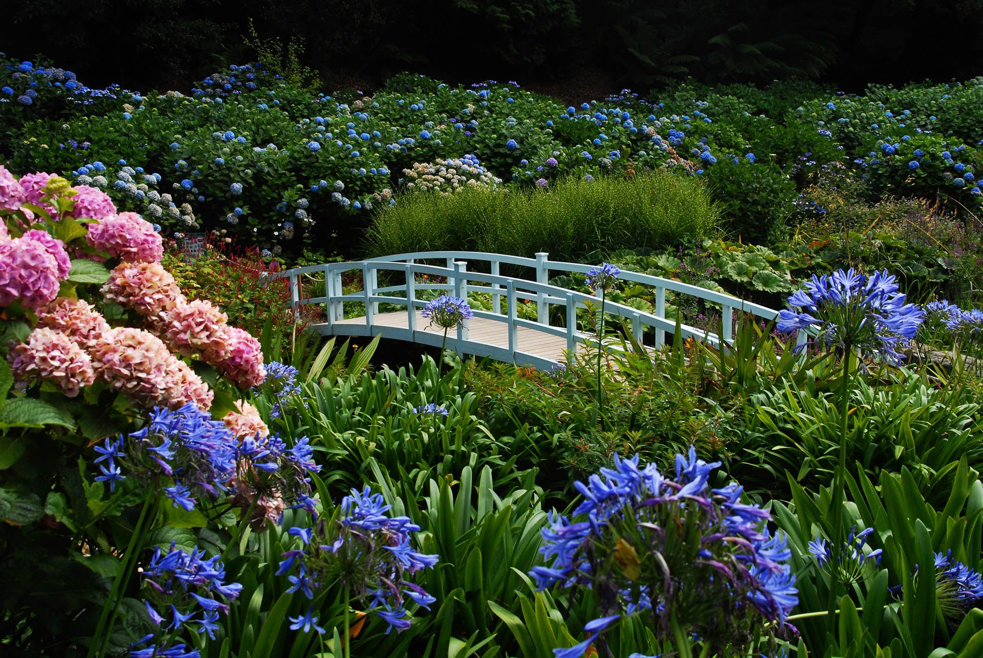 White bridge in the hydrangea valley of Trebah Garden, Cornwall © Shutterstock