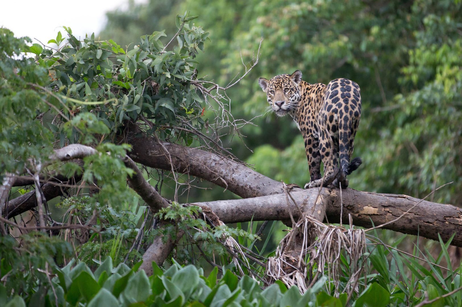 jaguar-costa-rica-corcovado-shutterstock_473867038