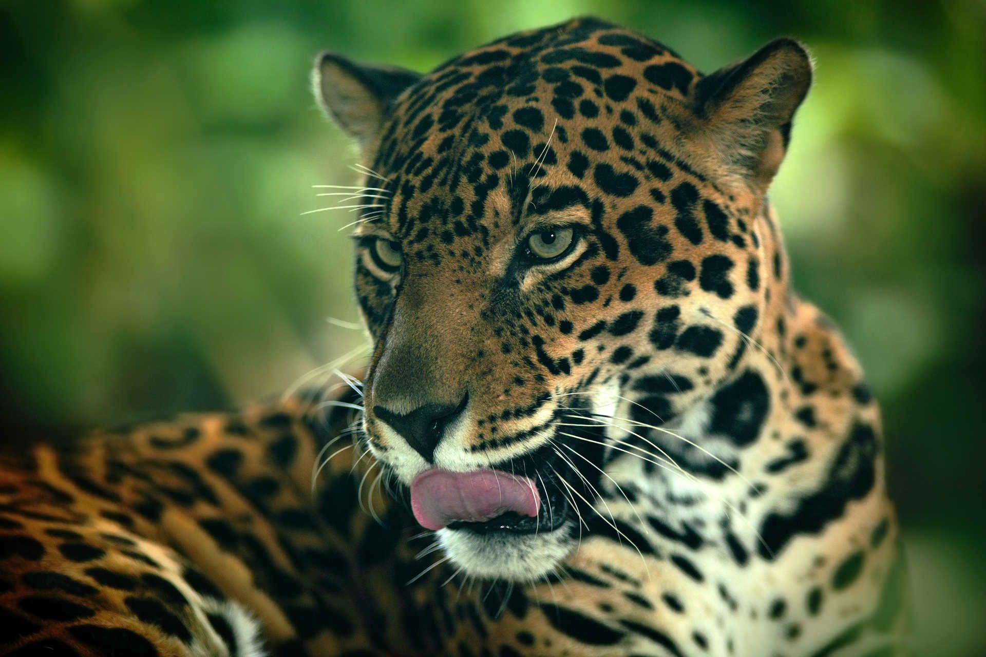 jaguar, costa, rica