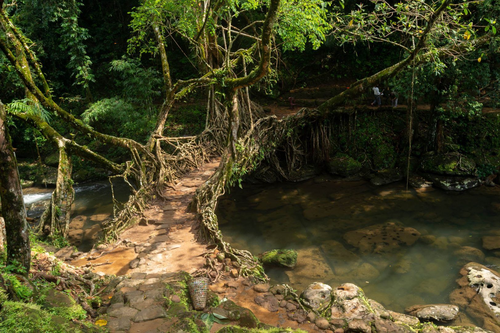 facts-about-india-living-root-bridge-Meghalaya-India