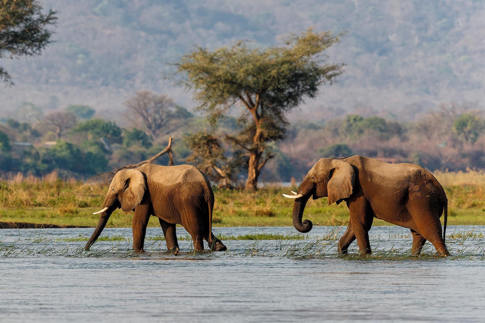 Elephant bulls walking in the Zambezi river in Mana Pools National Park in Zimbabwe © Shutterstock