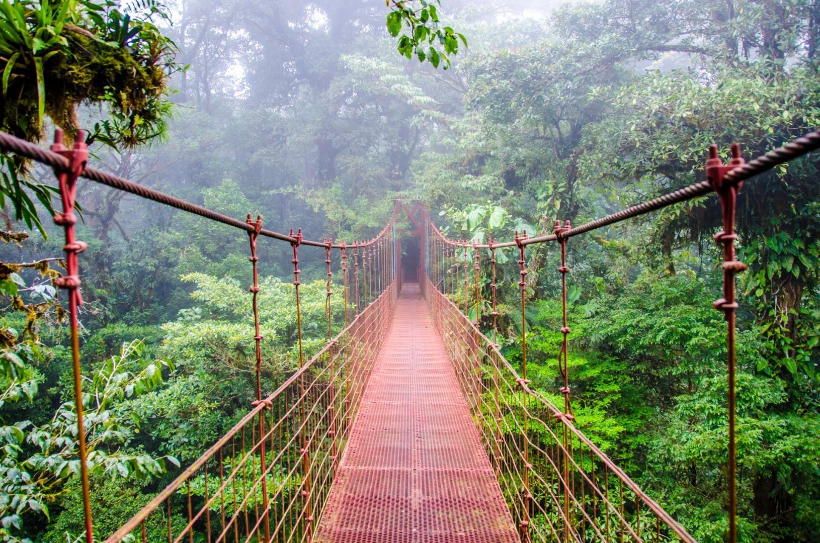 Bridge in Rainforest - Costa Rica - Monteverde  © Shutterstock
