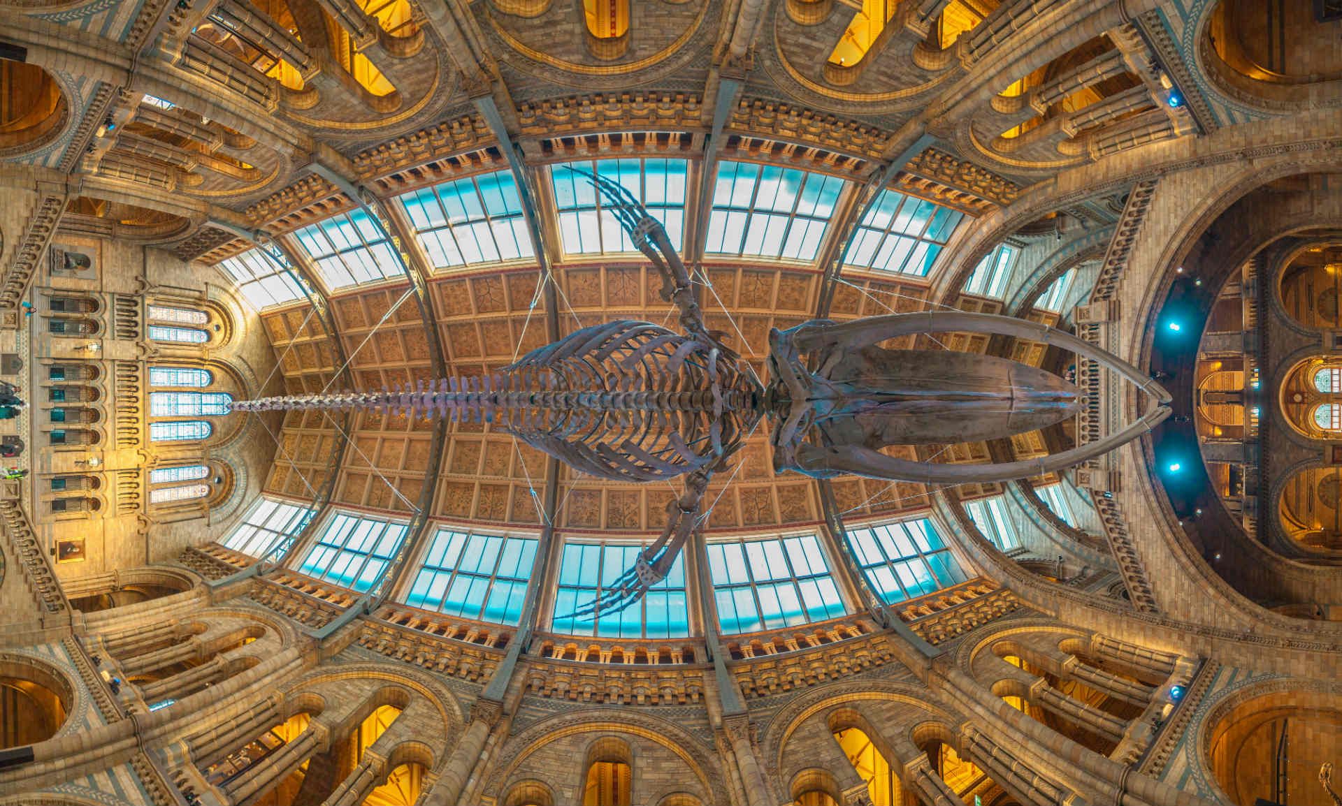 natural-history-museum-london-shutterstock_1105006139