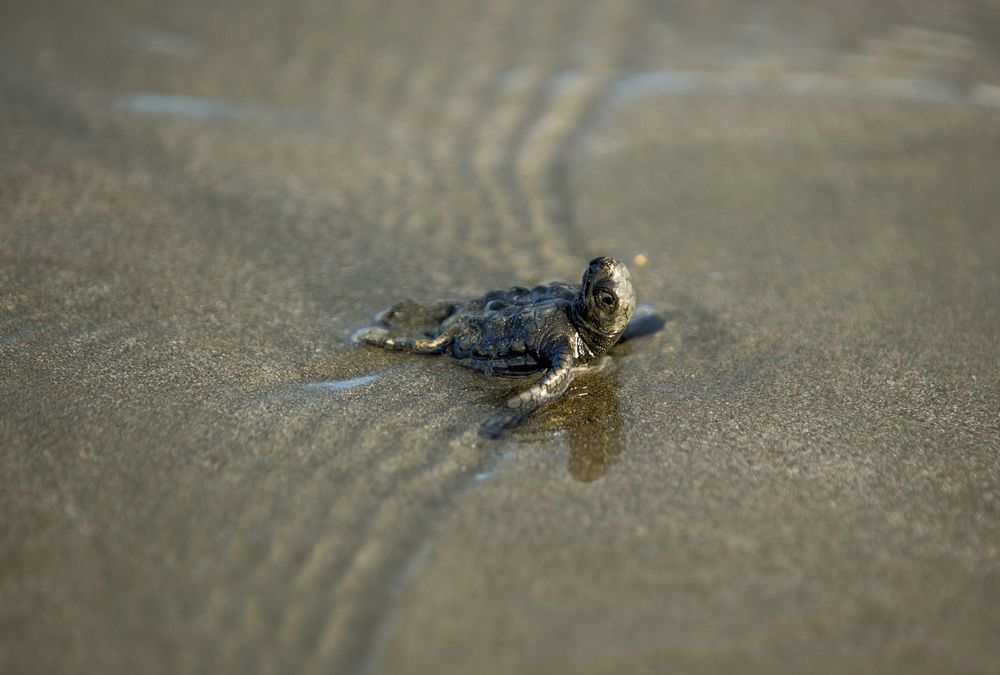 Olive Ridley Turtle hatchling, (Lepidochelys Olivacea) Playa Coco, Nicaragua