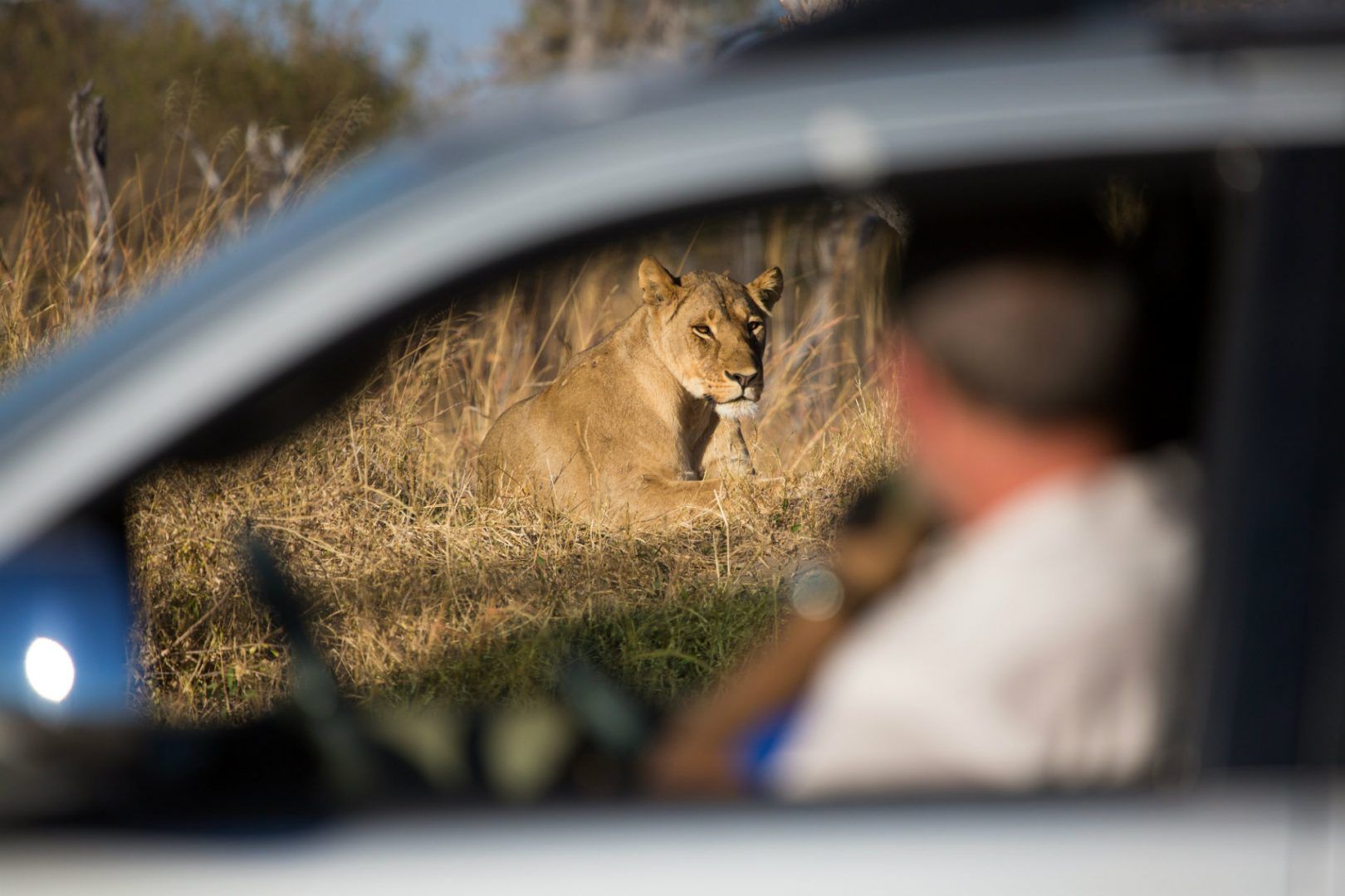 Panthera- eo in Hwange National Park, Zimbabwe © Shutterstock