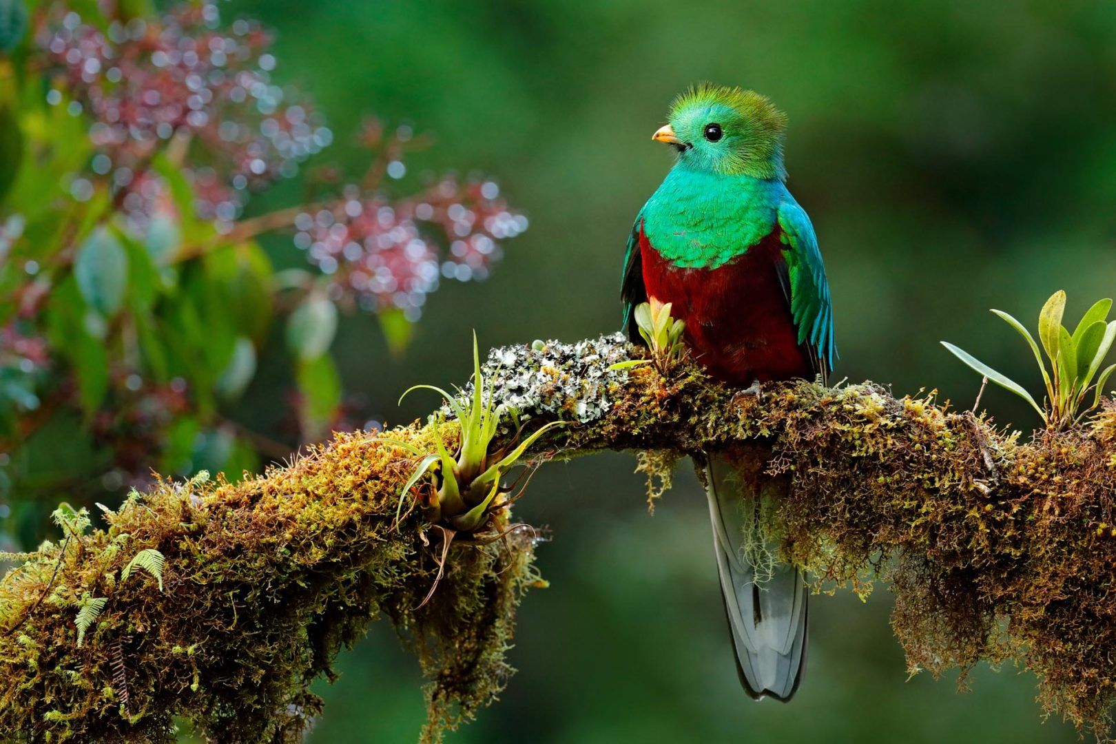 Quetzal-Costa-Rica-shutterstock_551809153