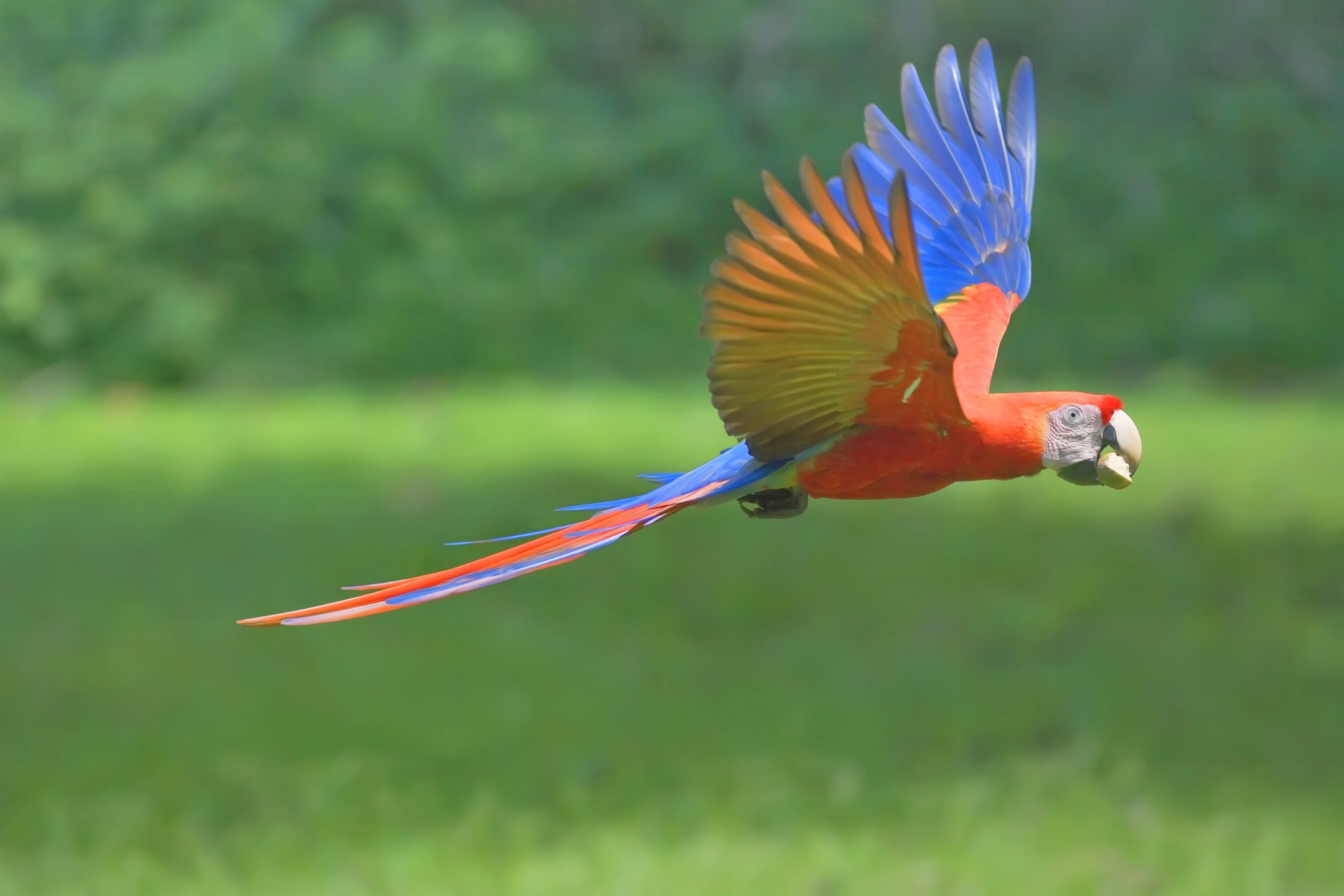 Scarlet macaw (Ara macao) in flight with nut in its beak, Corcovado National Park, Osa Peninsula, Costa Rica, Central America, Costa Rica