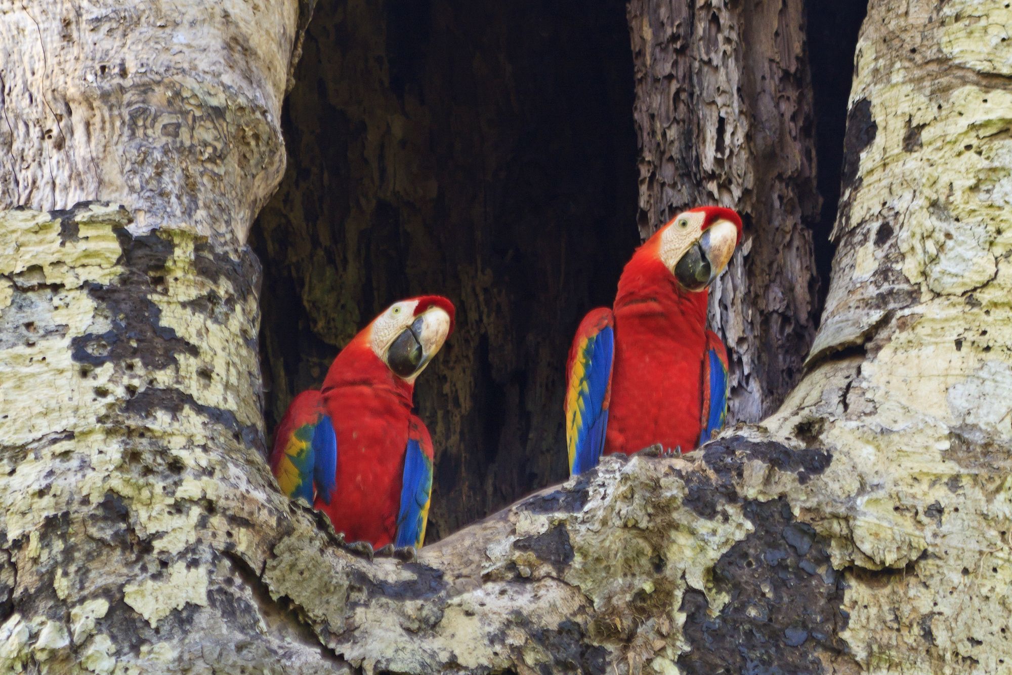 Scarlet macaw, Carara National Park, Costa Rica