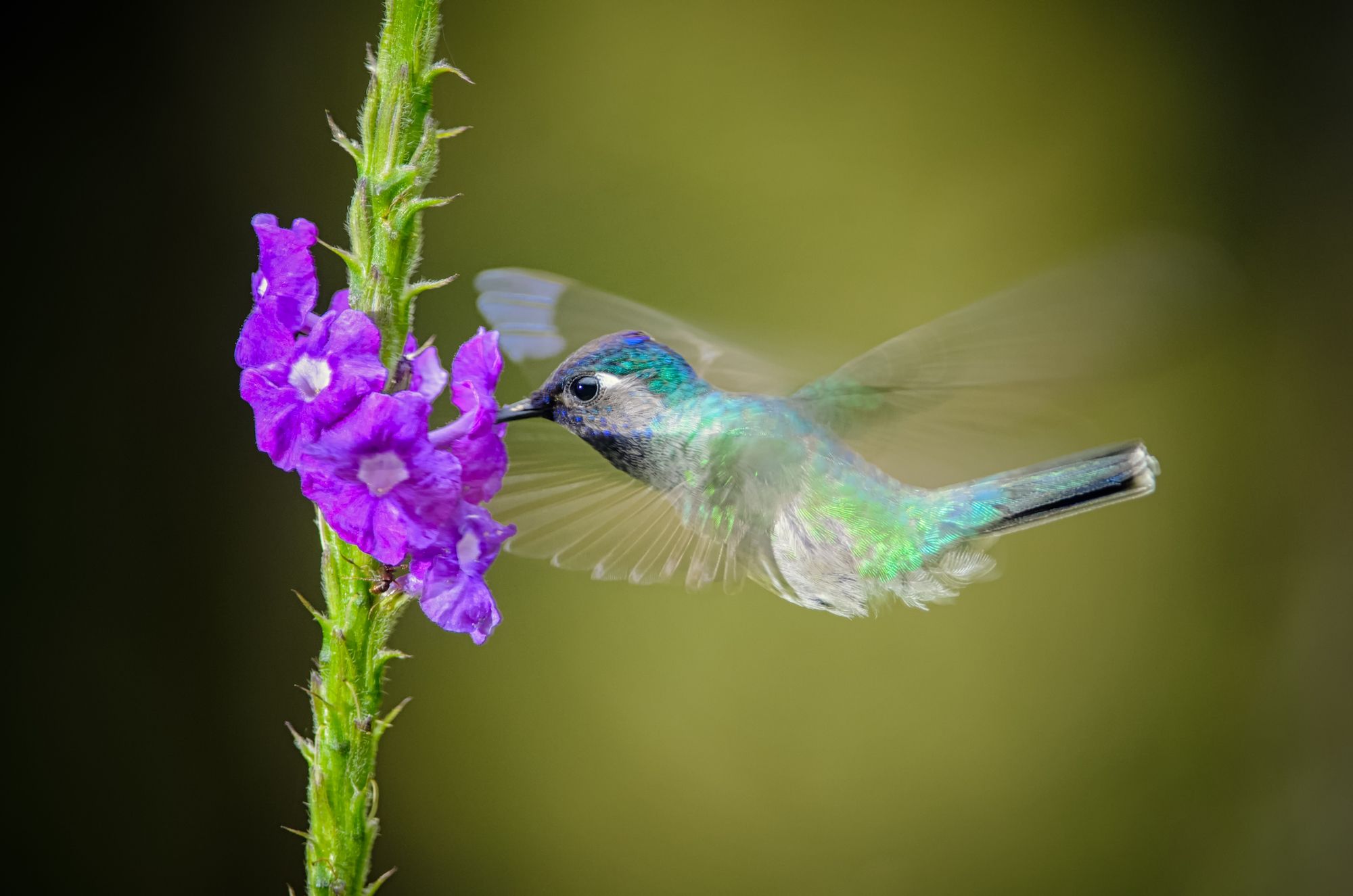 Hummingbird, Rara Avis Reserve, Costa Rica