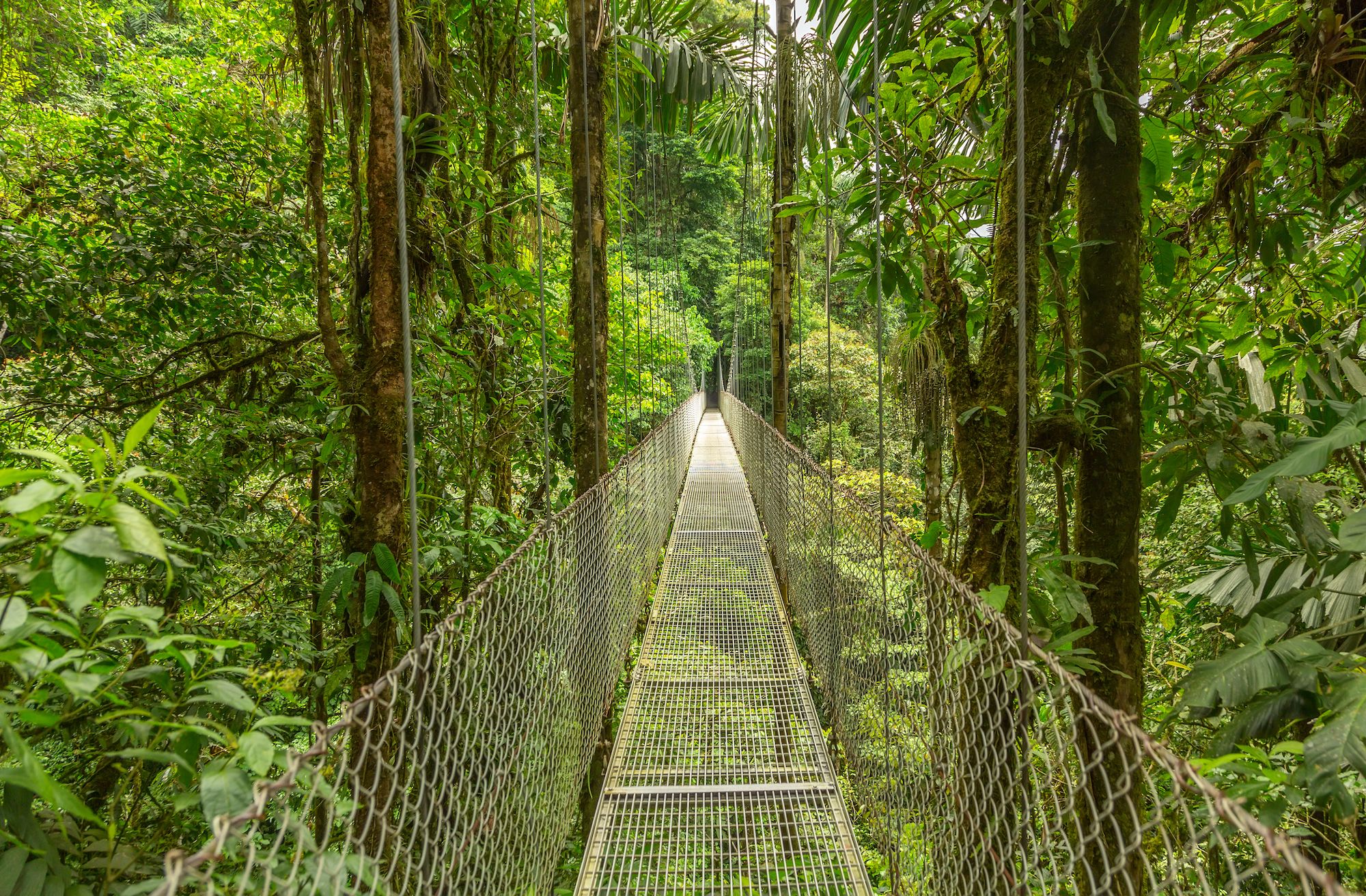 Suspended bridge in rainforest, Costa Rica