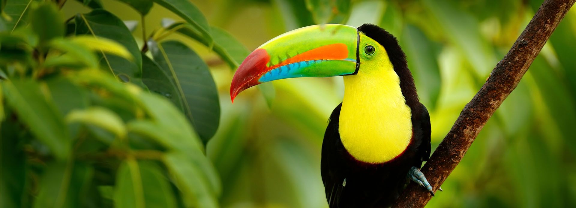 Toucan, Costa Rica