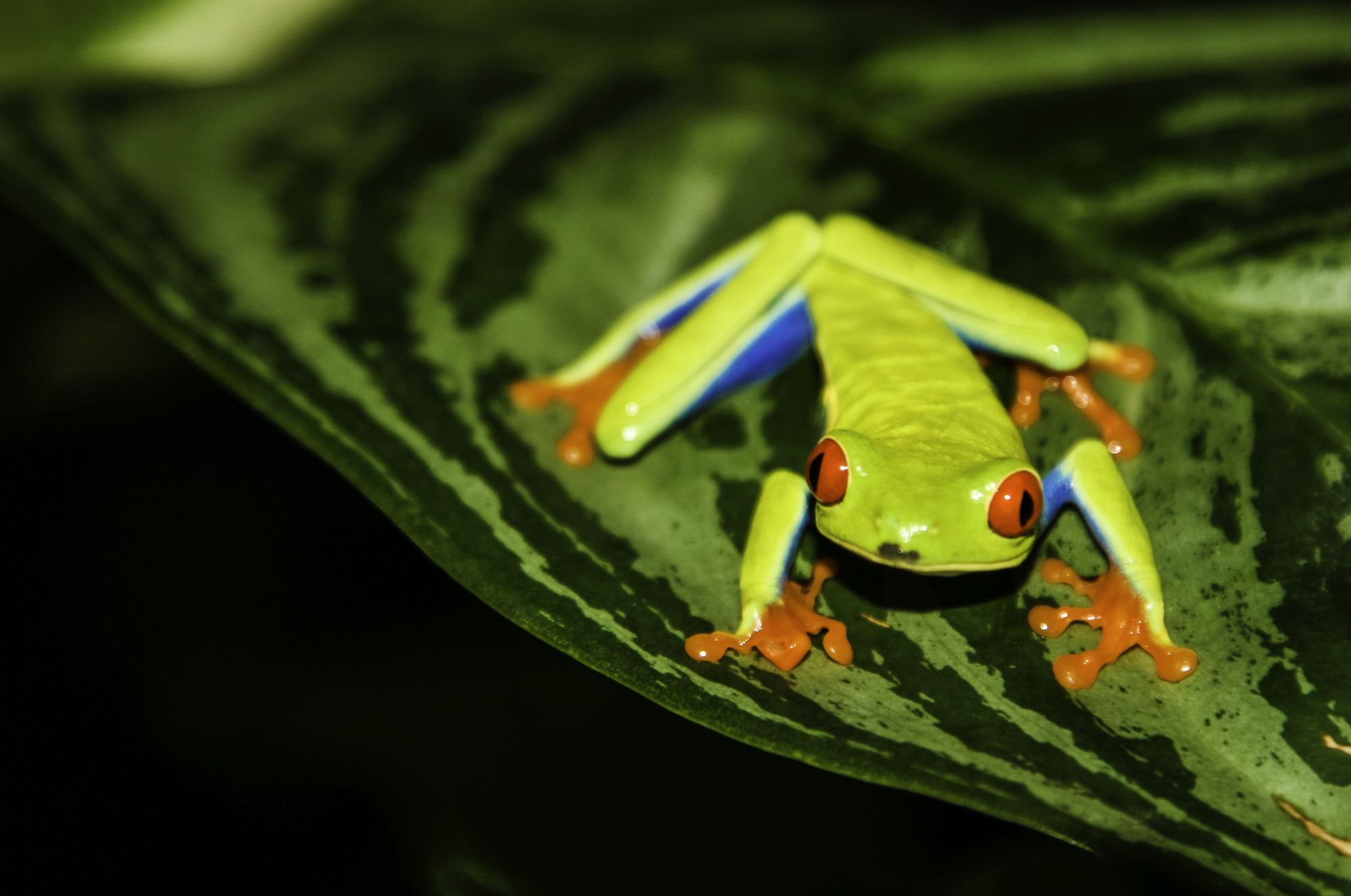 Tree frog, Corcovado National Park, Costa Rica