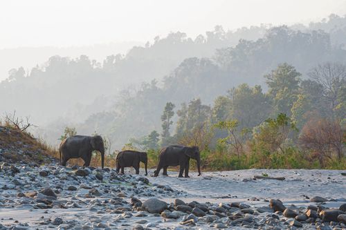 Elephant Family at Manas National Park, Assam © Shutterstock