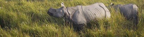 Great Indian One-horned Rhinoceros