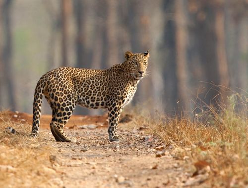 Nagarahole-india-leopard-shutterstock_102881471