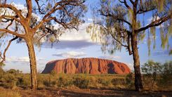 Desert Oaks with Uluru, Uluru National Park, Queensland, Australia