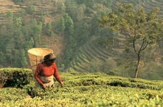 The Eastern Terai and hills