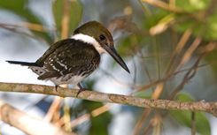 The northwest and Copper Canyon
