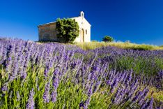Lavender in Plateau de Valensole, Provence, France © Shutterstock