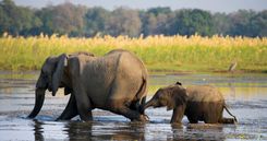 Elephants crosses the Lower Zambezi River © Shutterstock