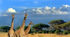 kilimanjaro-tanzania-kenya-safari-giraffe-shutterstock_608911916_.jpg