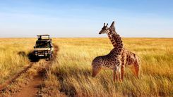 Wild giraffes in african savannah. Tanzania. National park Serengeti.