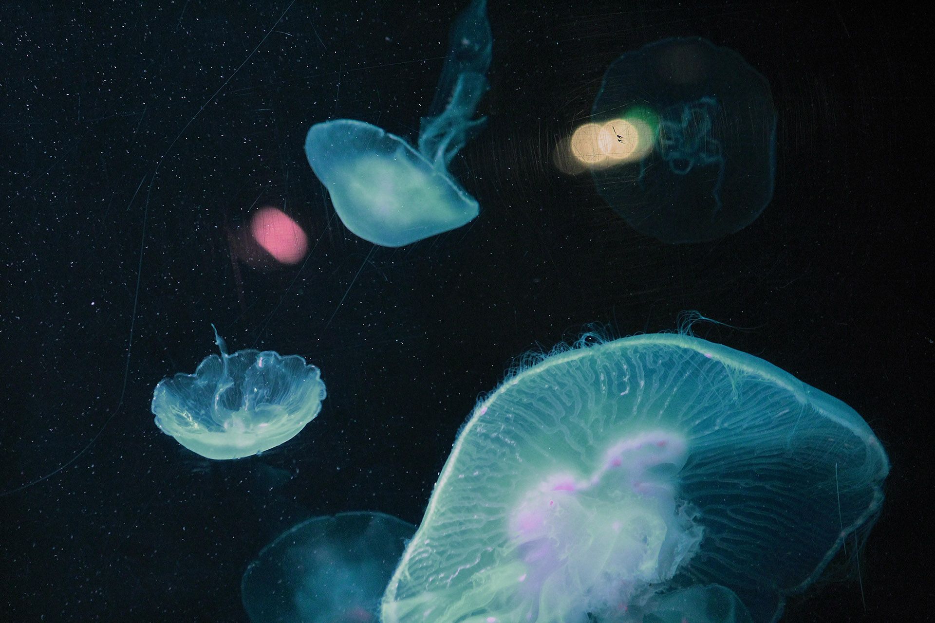 Sea Life Centre in Brighton © Shutterstock