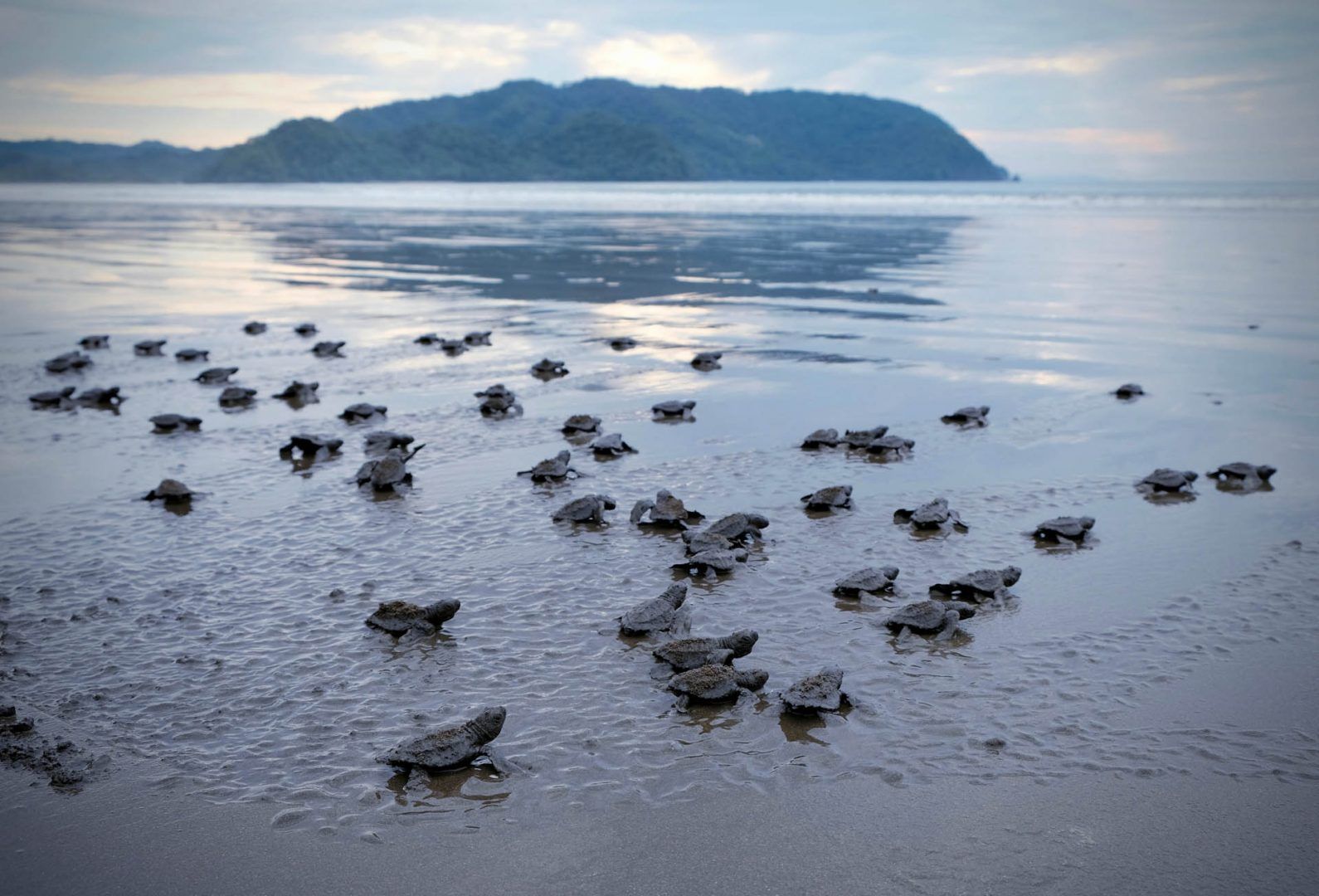 turtle-costa-rica-hatchery-shutterstock_1189825330