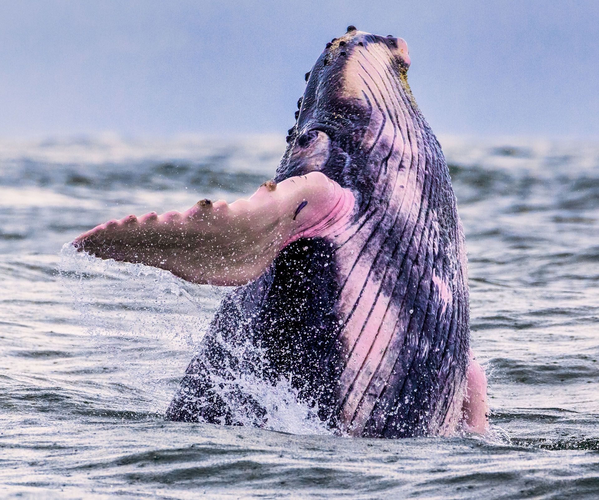 Humpback whales swimming in Costa Rica © Shutterstock
