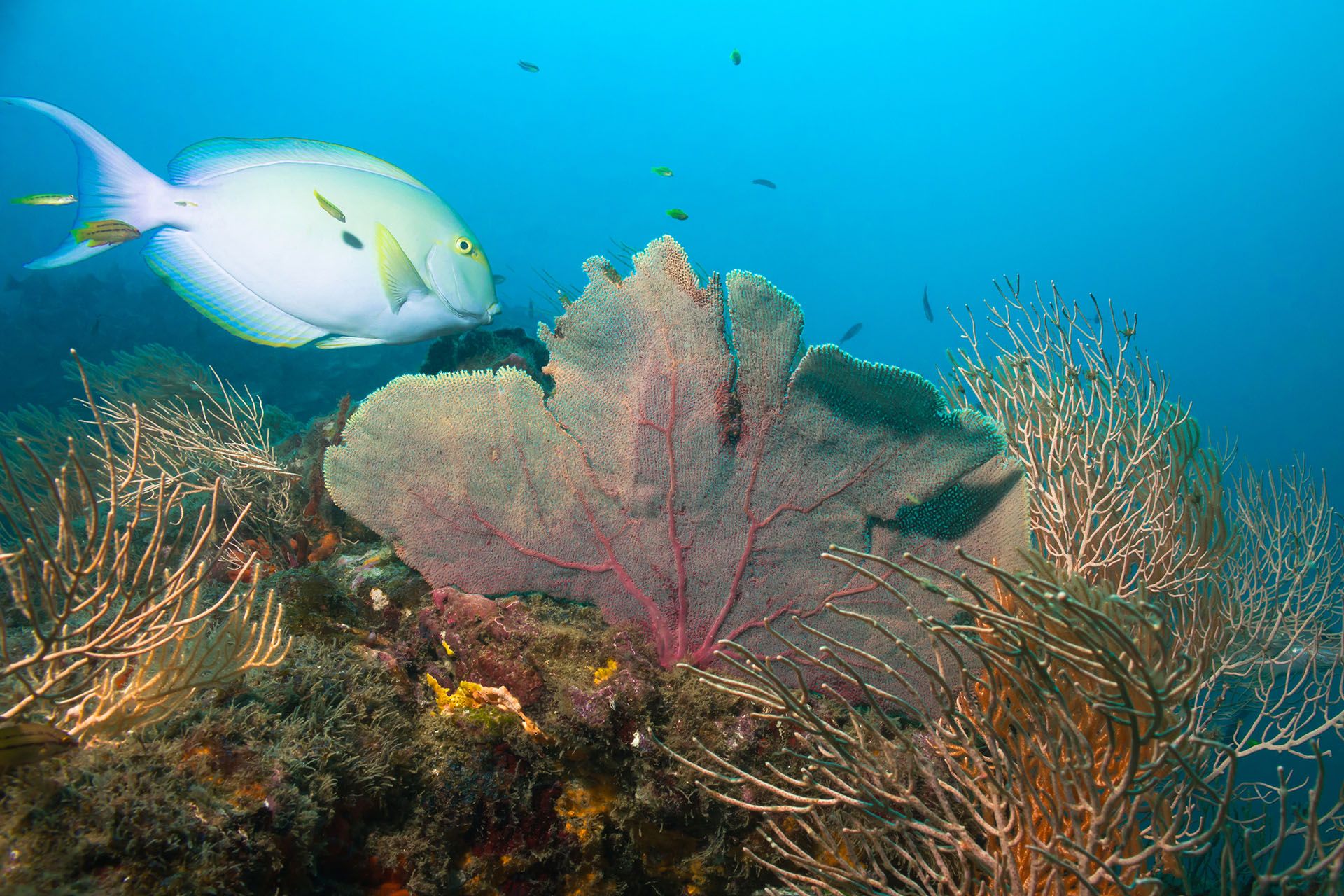 Yellowfin Surgeonfish (aka Cuvier's Surgeonfish, Ring-tailed Surgeonfish, Yellow-mask Surgeon, Purple Surgeonfish - Acanthurus Xanthopterus) On a Coral Reef, Cano Island, Costa Rica © Shutterstock